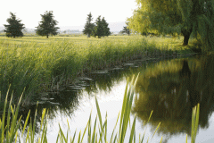 Fairway_b